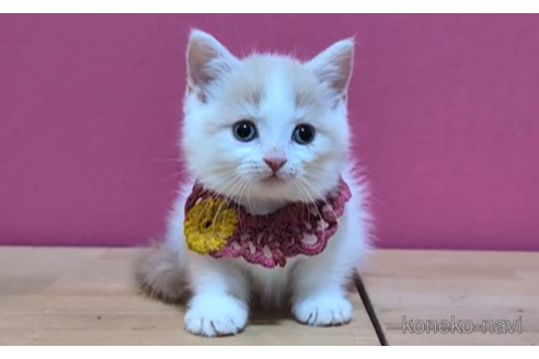 成約済の東京都のマンチカン(短足)-104476の4枚目